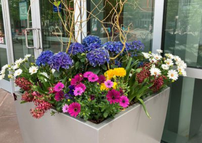 Picture of large planter with spring flowers